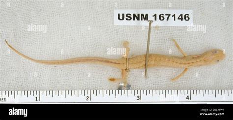 eurycea spelaea  oct  eurycea spelaea stock photo alamy