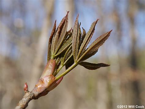 Painted Buckeye Aesculus Sylvatica