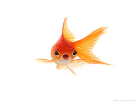 Animated Goldfish Wallpaper And Screensaver WallpaperSafari