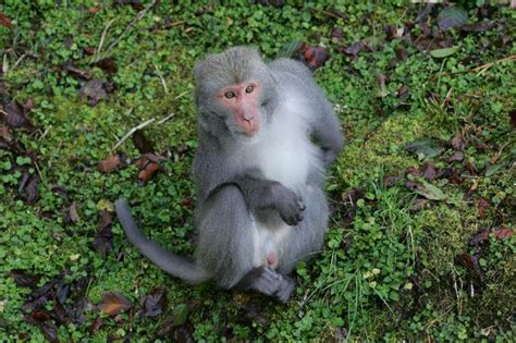 【新聞】農委會公告修正陸域保育類野生動物名錄 自108年1月9日生效 提醒民眾注意 健行筆記