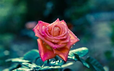 Online crop | pink rose, nature, rose, flowers, water drops HD wallpaper | Wallpaper Flare