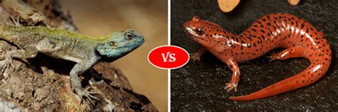 Lizard Vs Salamander Fight Comparison Who Will Win