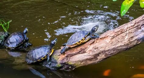 Terrapins In The Wild Terrapins Co Uk