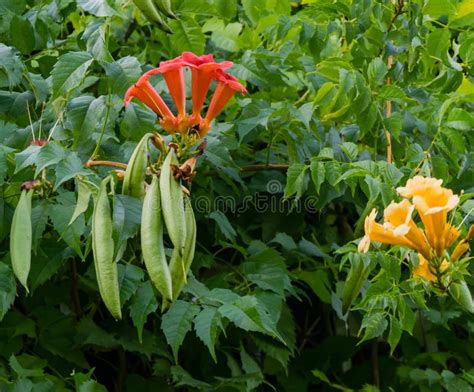 Trumpet Vine Campsis Radicans Red Orange Flowers In Blossom With Long