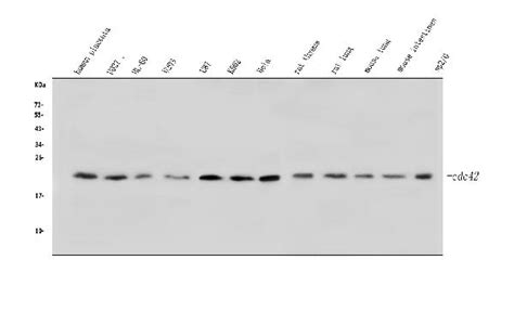 Anti Cdc42 Antibody Picoband™ Bosterbio