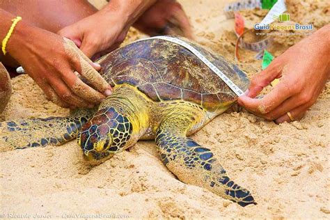 Fundação Projeto Tamar Fernando de Noronha PE Protegendo as Tartarugas