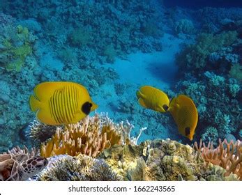 Best Coral Reef Locations Red Sea Stock Photo 1662243565 | Shutterstock