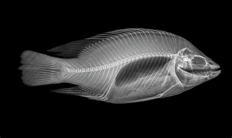 X Ray Fish