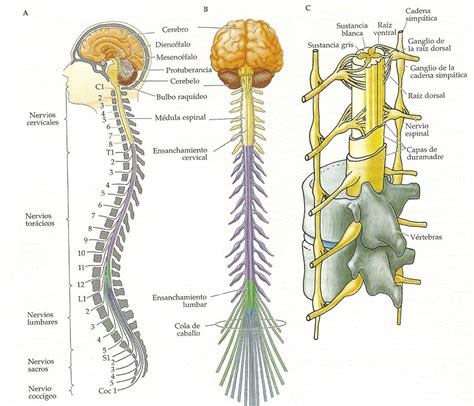 Anatomia Del Nervio Espinal