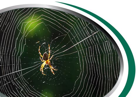 Spider Control Sydney Call Now From 85 Spider Pest Removal Sydney