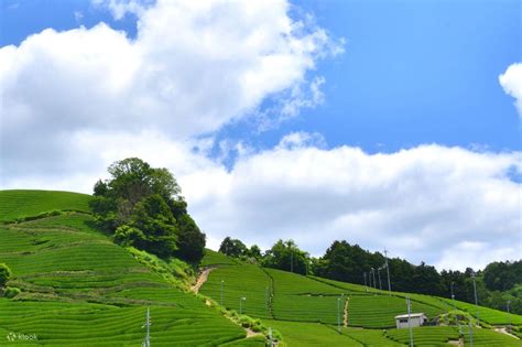 Tea ceremony experience in Uji tea's main production area (Kyoto ...