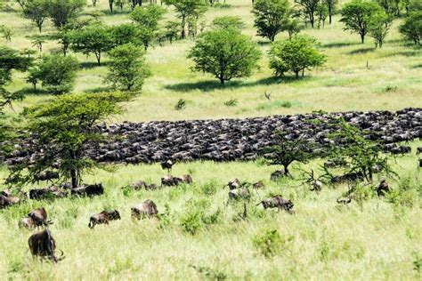 The Best 4 Day Serengeti Wildebeest Migration Safari In 2024 Razan