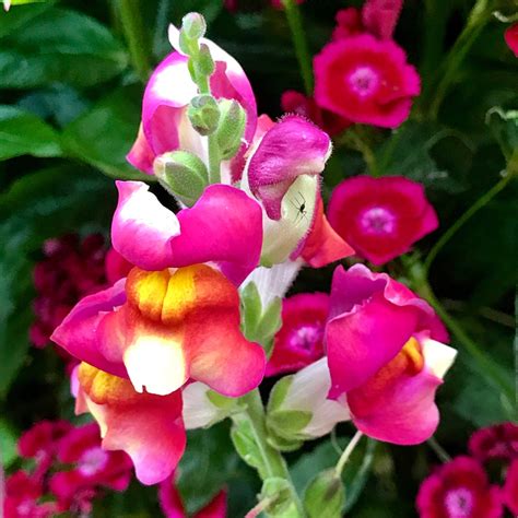 Antirrhinum majus 'Brighton Rock' syn. Antirrhinum majus 'Bizarre Hybrids', Snapdragon 'Brighton ...