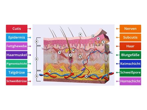 Aufbau Der Haut Labelled Diagram