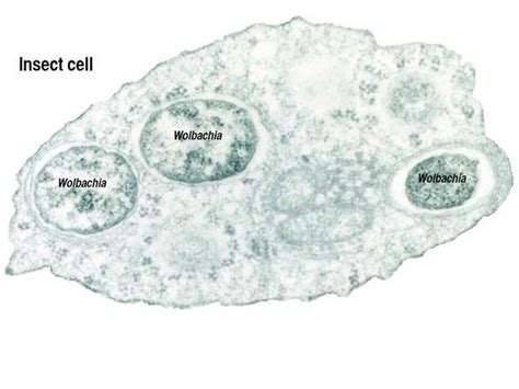 Wolbachia Detailed Information Photos Videos