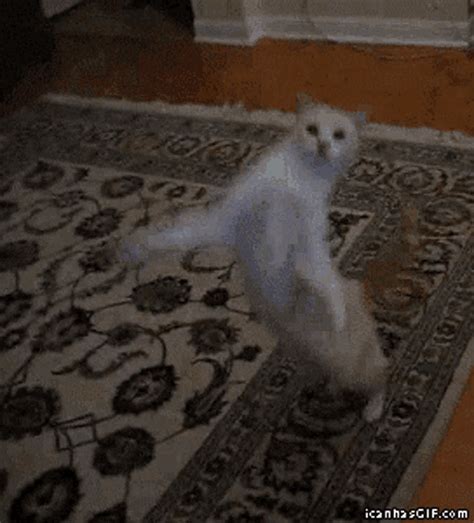 Fluffy Cat Dancing Gif - Dogs And Cats Wallpaper