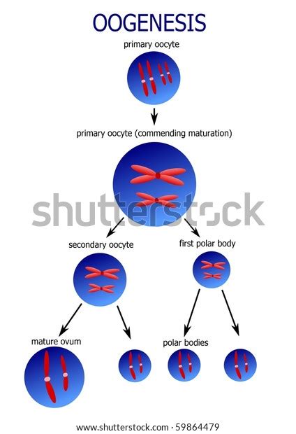 Scheme Oogenesis Develop Female Sexual Cells Stock Illustration 59864479