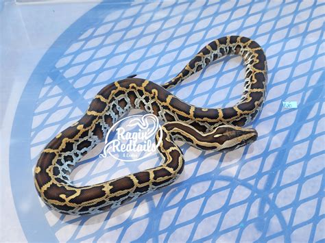 Normal 100 Dh Albinolabyrinth 50 Granite Burmese Python By Ragin