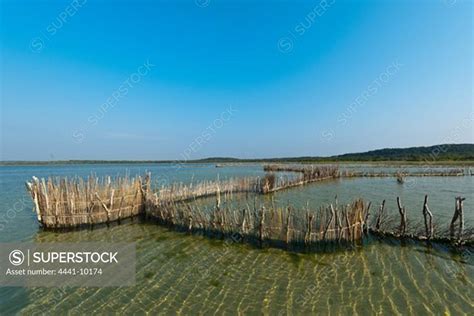 Traditional Fish Traps In Lake Kuhlange At Kosi Bay Manguzi