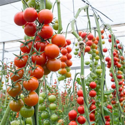 Tomate En Rama El Camaleón Verde