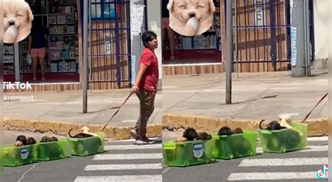 Tiktok Viral Per Joven Sorprende Al Pasear A Sus Perritos En Un