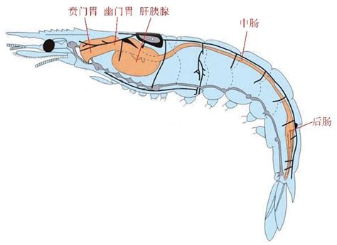 Mpb：宁大张德民组 对虾养殖系统微生物组样品的采集与制备 Csdn博客