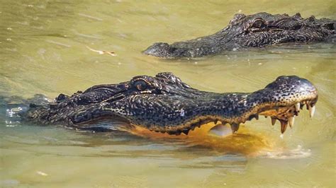 The Cajun Experience Combo Swamp And Plantation Guided Tour With Transportation From New Orleans