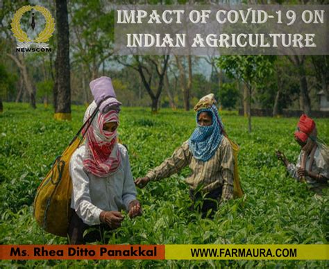 Impact Of COVID 19 On Indian Agriculture FARMAURA