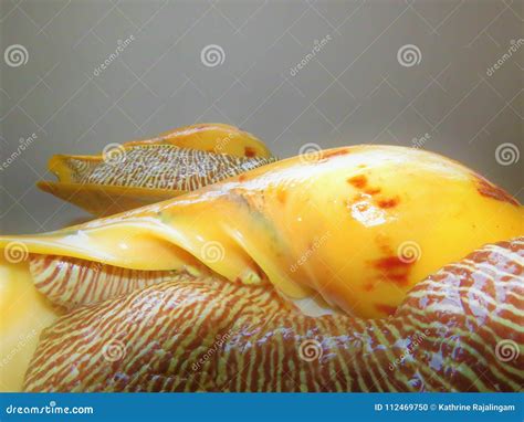 Conch Shell Large Snail Conchs Stock Photo Image Of Food Snail