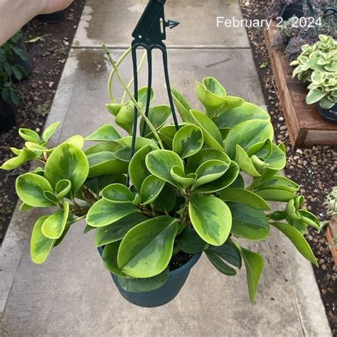 6 Pep Obtusifolia Lemon Lime HB P Tri State Foliage In House