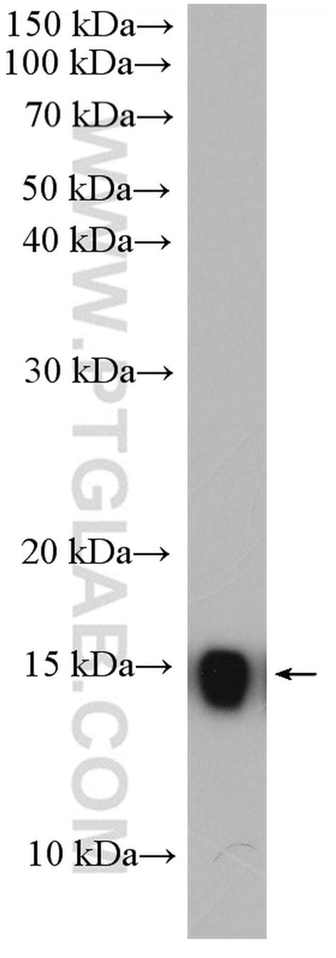 RPS12 Rabbit anti Human Mouse Rat Polyclonal Proteintech 20 μL