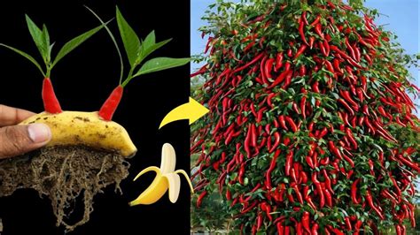 Best Technique How To Grow Chili Tree From Chili With Banana