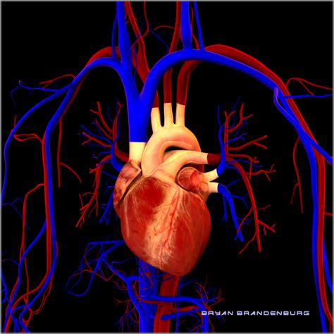 Circulatory/Respiratory Systems - The Body Systems