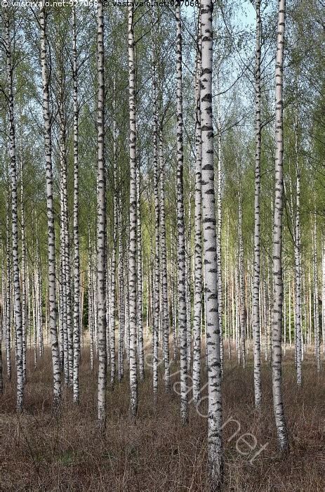 Kuva Alkukes N Koivikko Koivikko Alkukes N Koivu Betula Lehtimets