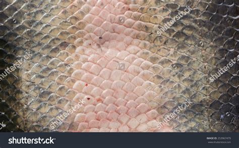 Top View Arapaima Pirarucu Skin Background Stock Photo 253967479 ...