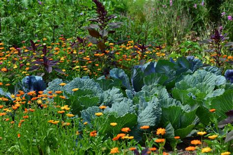 Mon Premier Potager En Permaculture