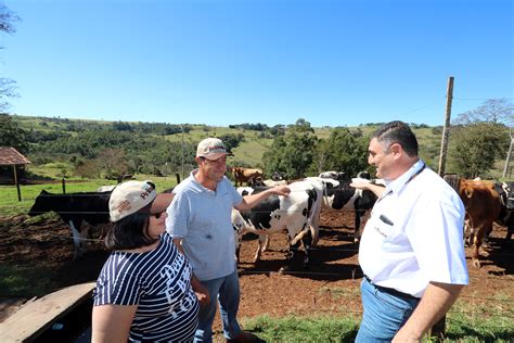 Especial Cooperado A pecuária leiteira resultados efetivos Primato