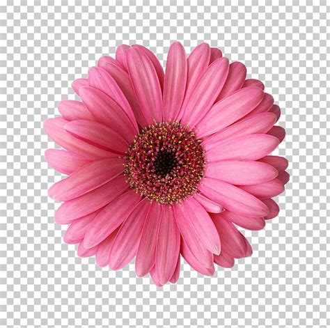 Transvaal Daisy Rose Flower Common Daisy Png Clipart Annual Plant