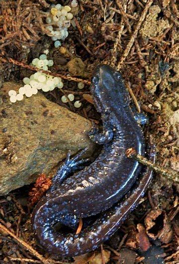 Blue Spotted Salamander Salamander Amphibians Pet Birds