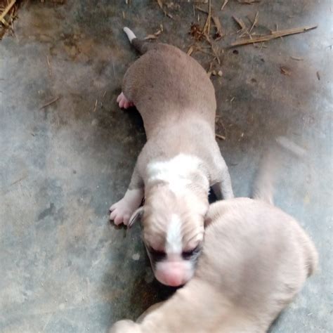 Bully Kutta Puppies For Sale | Bundi, RJ #324151 | Petzlover