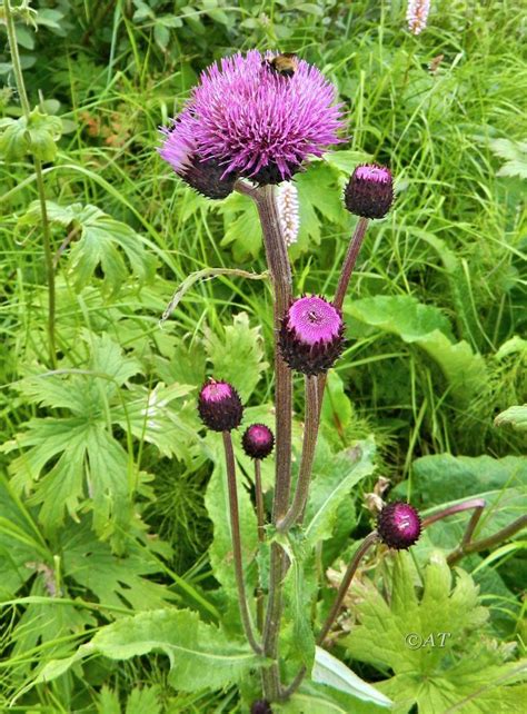 Cirsium Helenioides