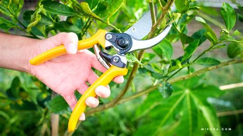 Mejor Hora Del D A Para Podar Plantas Gu A Completa