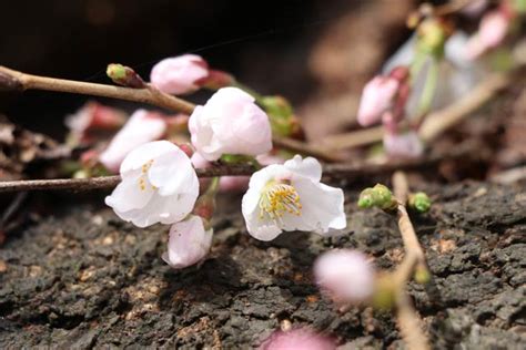 桜前線北上で県央で桜咲き新潟の桜開花も秒読み