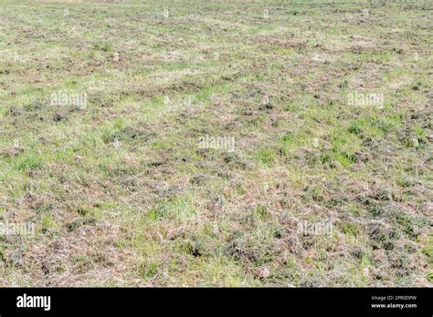 grass clippings left  lawn  res stock photography  images alamy