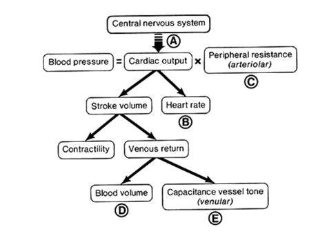 Step Medicines Diagram Quizlet