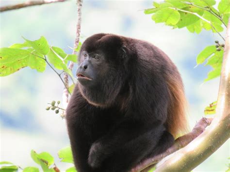 Diverse Animals of Panama: A Wildlife Guide I Desert Island Survival