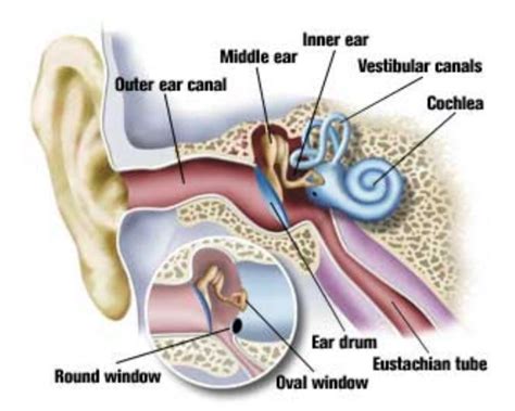 Equalizing Ears Something Every Diver Should Know