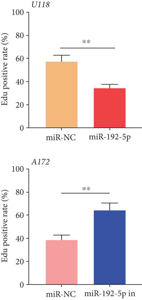 MiR 192 5p Impeded Glioma Proliferation And Facilitated Apoptosis A