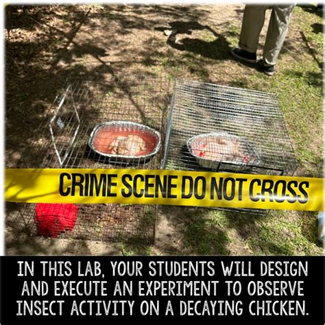 Create Your Own Body Farm Entomology Lab ⋆ The Trendy Science Teacher