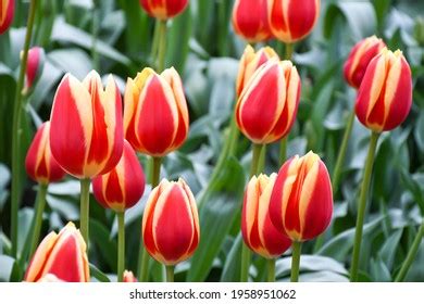 22 Hot Honey Rag Images Stock Photos Vectors Shutterstock